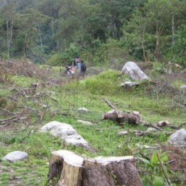 Deforestación se redujo un 26 % en el tercer trimestre del año en la Amazonía