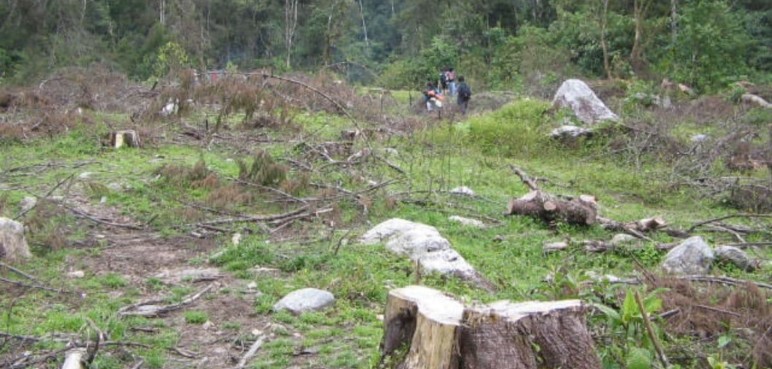 Fiscalía realiza primera imputación de cargos por delito de deforestación