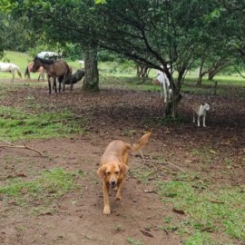 Preocupación por orden de desalojo a finca donde albergan animales en Cali