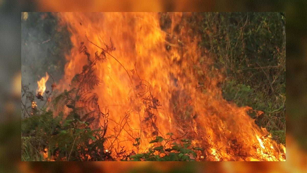 Colombia se encuentra en alerta naranja por los altos índices de incendios forestales