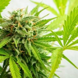 Colombia dará paso al consumo legal de cannabis en adultos