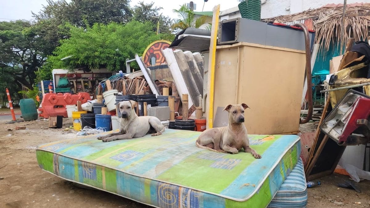 Conozca cuáles son las multas por infracciones ambientales