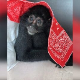 Operativo en Cali permitió rescate de un mono araña y una lora cachete amarilla