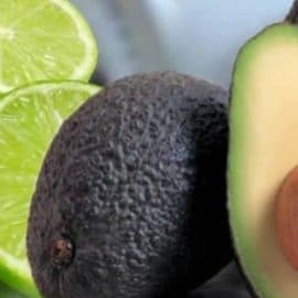Rutas de acción para productores de limón y aguacate en el norte del Valle