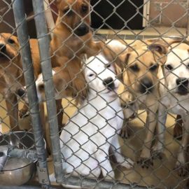 Suspenden desalojo de sede de Paz Animal que alberga 300 animales