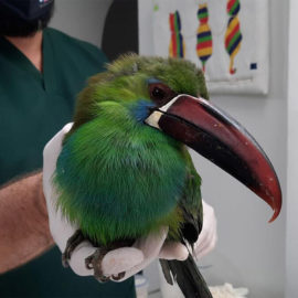Un Tucanete Culirrojo fue rescatado en zona rural de El Cairo, Valle