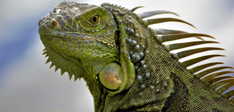 Incidente en Dagua: una iguana fue herida en la vía