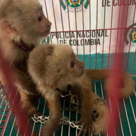 Amarrados con cadenas tenían a dos monos capuchinos infantes en Cali