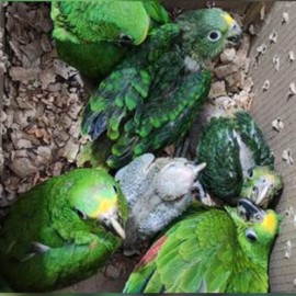 Decomisan seis loras reales y una guacamaya amarilla en vías del Valle
