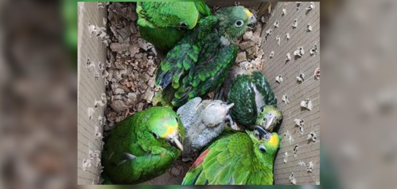 Decomisan seis loras reales y una guacamaya amarilla en vías del Valle