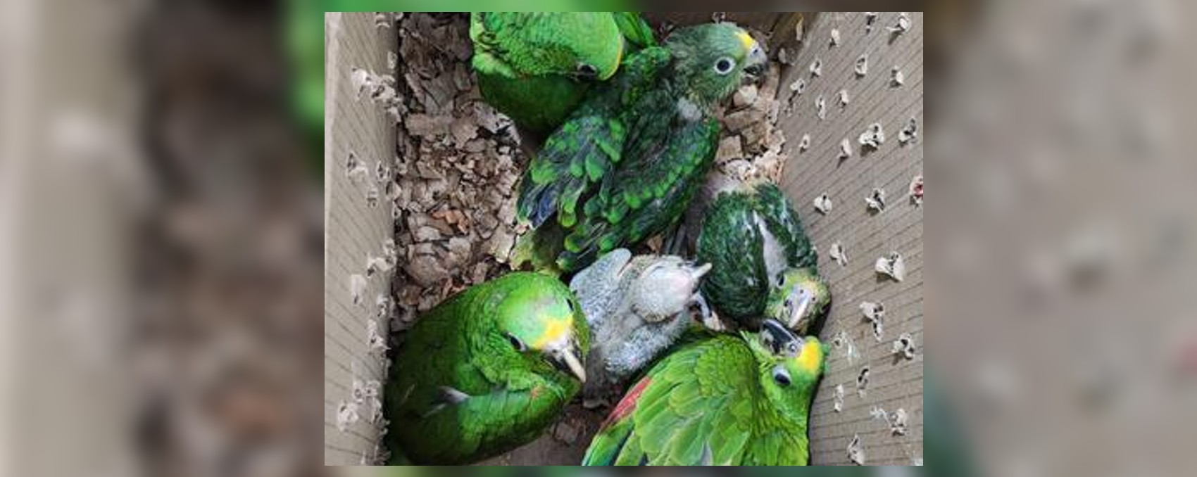 Decomisan seis loras reales y una guacamaya amarilla en vías del Valle