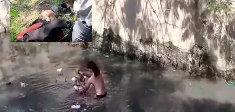 Joven protagonizó acto heroico al lanzarse al caño para salvar a un perrito