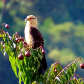 Más de 200 aves fueron rescatadas en operativos de tráfico ilegal