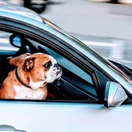 Mascotas viajeras: Guía para viajar con tus peluditos