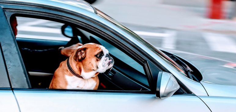 Mascotas viajeras: Guía para viajar con tus peluditos