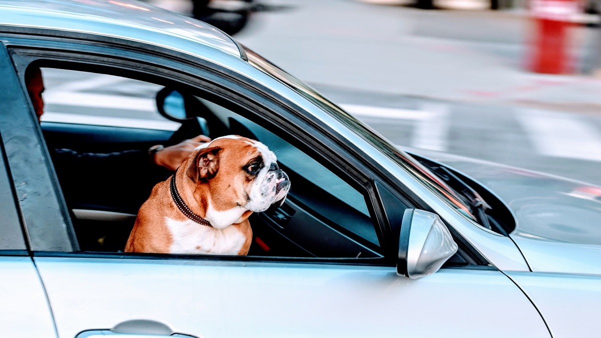 Mascotas viajeras: Guía para viajar con tus peluditos