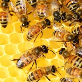 Crece la alerta en Cali por el aumento de los ataques de abejas