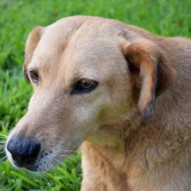 Perro murió ahorcado tras caer de un balcón en Cali