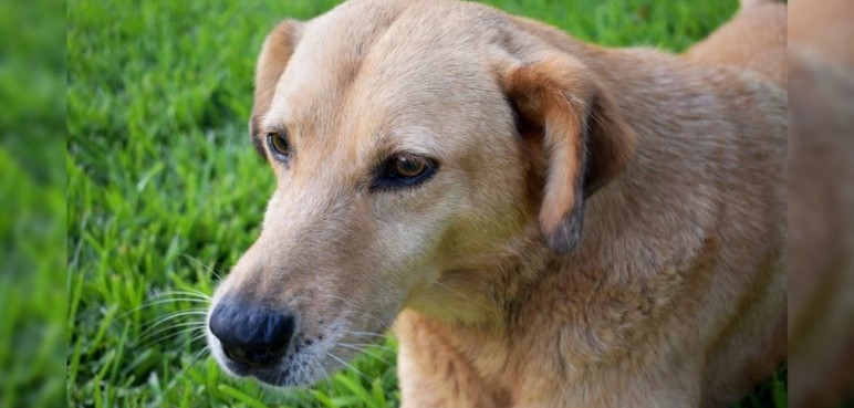 Perro murió ahorcado tras caer de un balcón en Cali