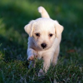 Recomendaciones para cuidar de la salud de tu cachorro