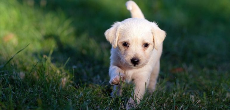 Recomendaciones para cuidar de la salud de tu cachorro