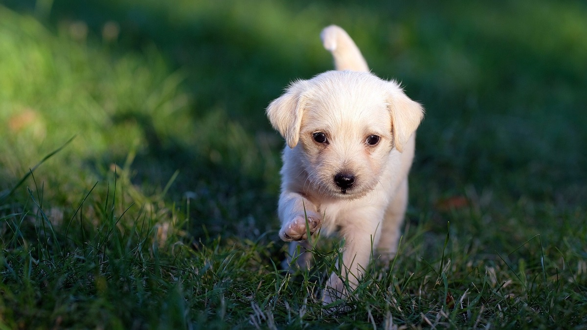 Mascotas viajeras: Guía para viajar con tus peluditos