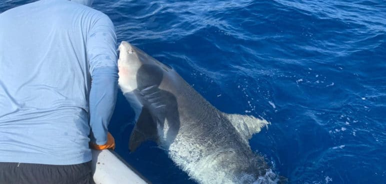 Tiburón que atacó a turista italiano fue reubicado a 10 millas de San Andrés