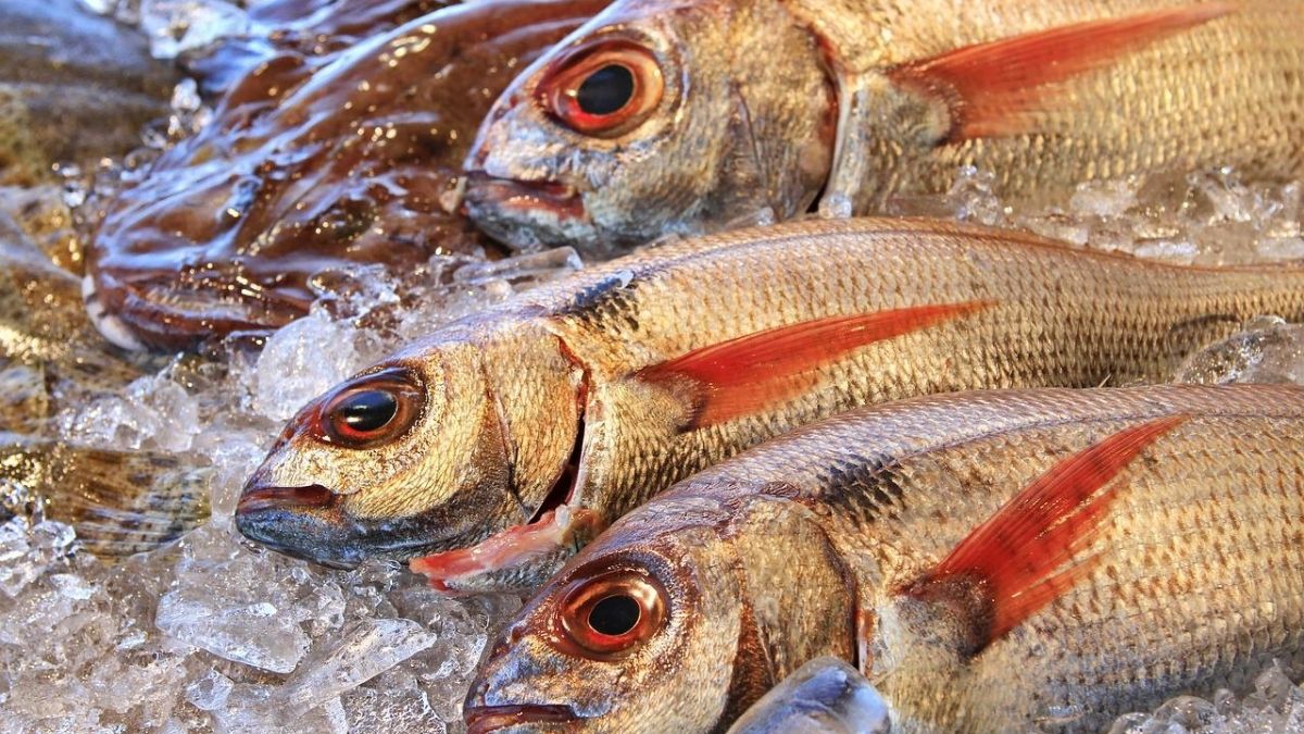 ¿Cómo reconocer un pescado fresco para semana santa?