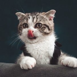 ¿Existe el moquillo en gatos? Aquí resolvemos sus dudas