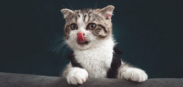 ¿Existe el moquillo en gatos? Aquí resolvemos sus dudas