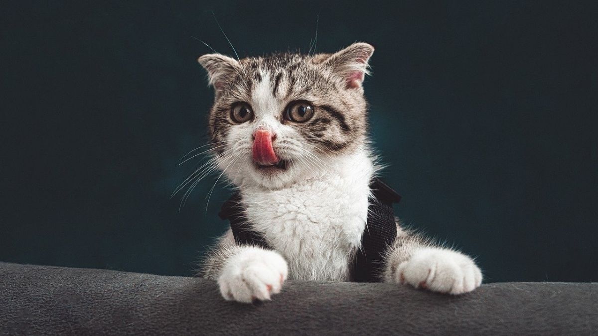 ¿Existe el moquillo en gatos? Aquí resolvemos sus dudas