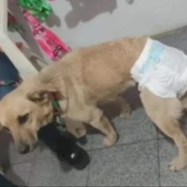 Indignación: quedó libre hombre señalado de violar a perrita en El Darién
