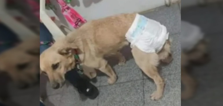 Indignación: quedó libre hombre señalado de violar a perrita en El Darién