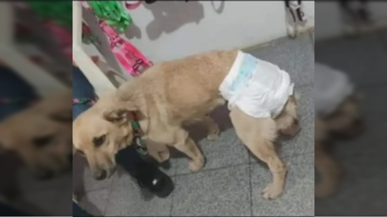 Indignación: quedó libre hombre señalado de violar a perrita en El Darién