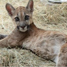 Investigan comunidades indígenas que estarían implicadas en la muerte de un puma