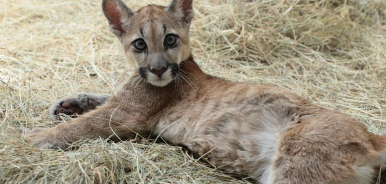 Investigan comunidades indígenas que estarían implicadas en la muerte de un puma