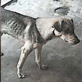 Judicializan a esposa de alcalde por presunta omisión en cuidado de animales