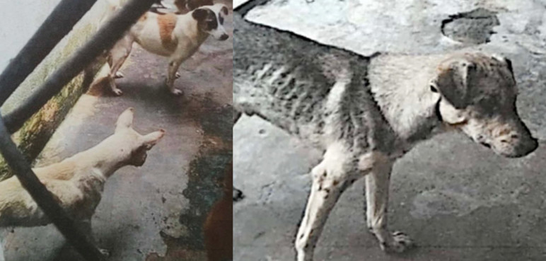 Judicializan a esposa de alcalde por presunta omisión en cuidado de animales