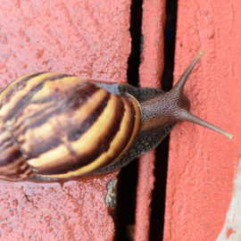 Alerta por presencia masiva de caracoles africanos en Cali