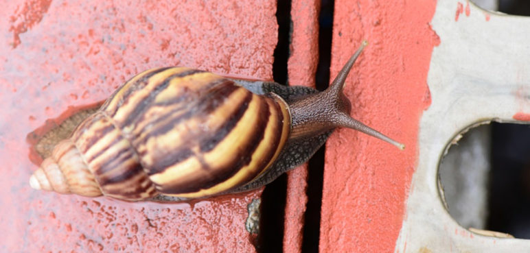 Alerta por presencia masiva de caracoles africanos en Cali