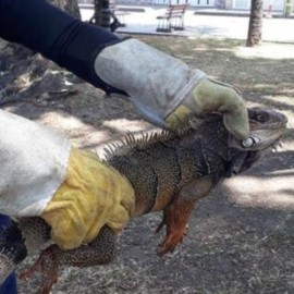 Rescatan 35 iguanas en Cartago por temas de sobrepoblación