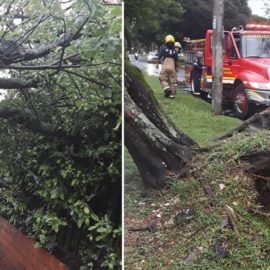 Caída de árboles y deslizamiento en ladera: balance de las lluvias en Cali
