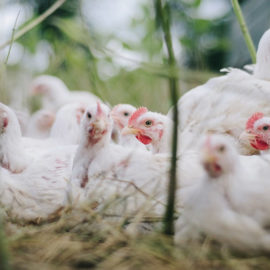 Alerta: Detectan focos de la enfermedad de 'Newcastle' en aves del Cauca