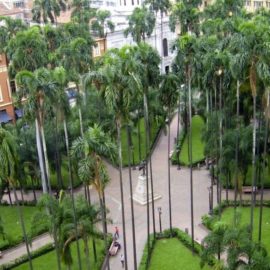 Renuevan 30 Palmas Zanconas ubicadas en la Plaza de Cayzedo