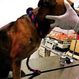judicializan a dos presuntos responsables de maltrato animal en el Valle y el Cauca