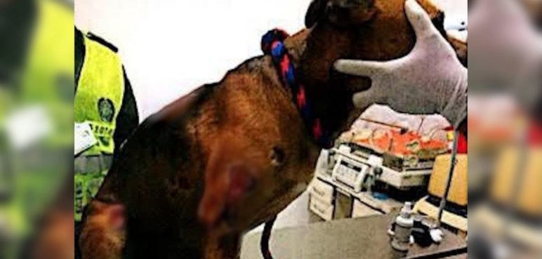 judicializan a dos presuntos responsables de maltrato animal en el Valle y el Cauca