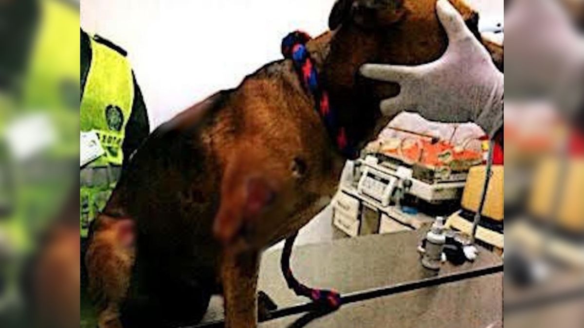 judicializan a dos presuntos responsables de maltrato animal en el Valle y el Cauca
