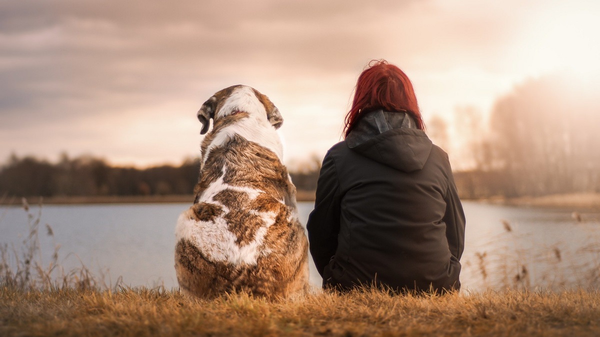 Corte debatirá si cortar las orejas y cola de perros es maltrato animal