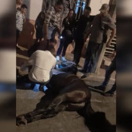 Caballo murió de infarto en cabalgata de Tuluá: hay denuncias de maltrato