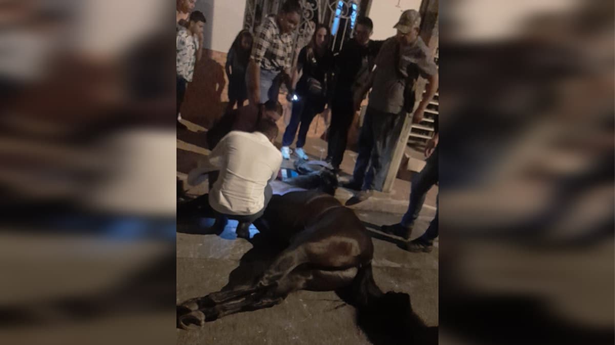 Caballo murió de infarto en cabalgata de Tuluá: hay denuncias de maltrato